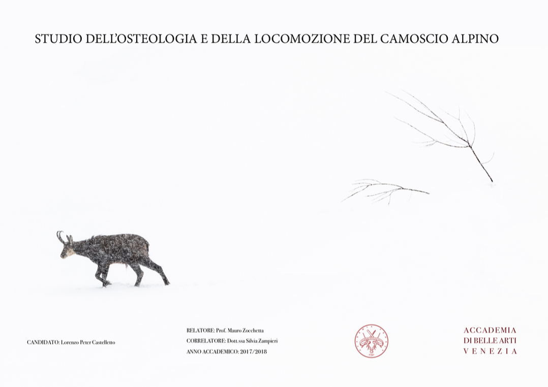 foto camoscio alpino lorenzo peter castelletto